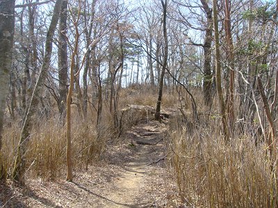 なだらかな道が続く