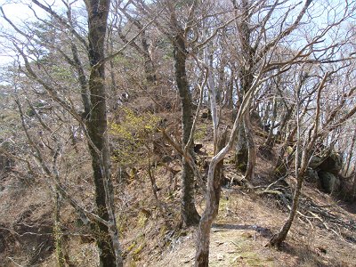 尾根を下っていったところのピークが見える谷。ここから赤井谷へ下ることにした