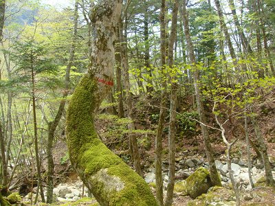 沢に取り次ぐ手前より赤印があった。下る場所間違えた！？