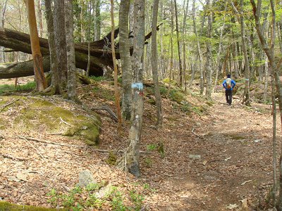 ここからは印もあり、踏み跡もありで歩きやすかった。木の青い印をたどれば深仙ノ宿へいける