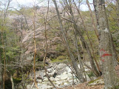 この付近では桜が咲いていた