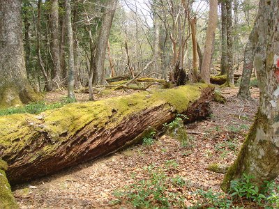 赤目印のとおり進む