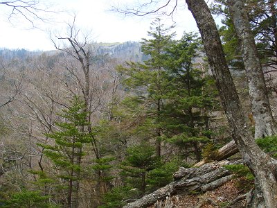 左手に古田の森のピークが見えた
