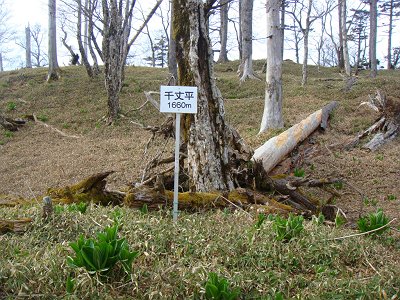 千丈平（1660m）に到着
