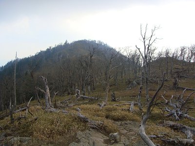 古田の森を目指す