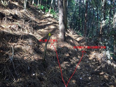 どちらでもいけるが右にいった先は木が倒れていて無理矢理くぐりぬける必要がある