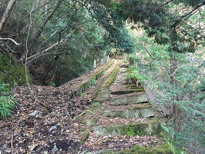 あまり陽があたらないのか結構苔ている