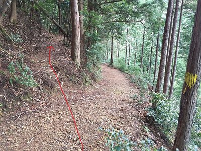 ここで登山道に出会うが廃線跡ルートは直進する