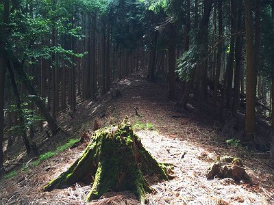 息切れ状態で尾根と合流。踏み跡があって平和的な登りのように感じたけど、これからすぐそうではないことがわかる