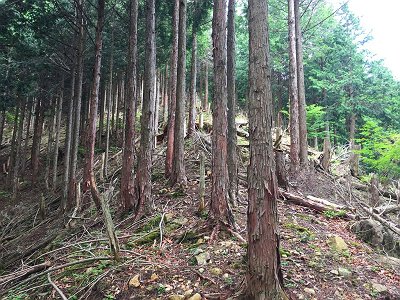こういった斜面が続きます。休むところがほとんどありませんでした