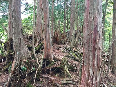 標高1350m付近。根っこ地帯で一旦、楽になります。ただし、もう一登りあるので、ここで休憩をとります。