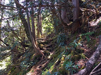 シャクナゲが現れだすと稜線直下であともう少し！