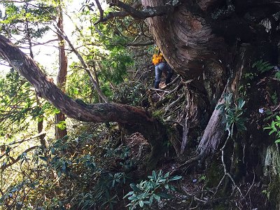 なんとか登れそうだったので無理矢理登っていく