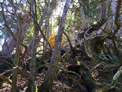 このピークは木だらけで歩きにくかった