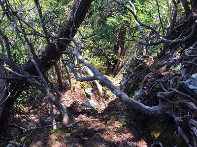 こういうところを無理矢理下っていく。ちなみに、ここからは何度も崖にぶちあたり、ルーファイしながら降りていくが、もはや撮影してる間もなかった