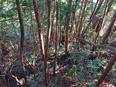 この付近から赤テープが現れて辿っていく。