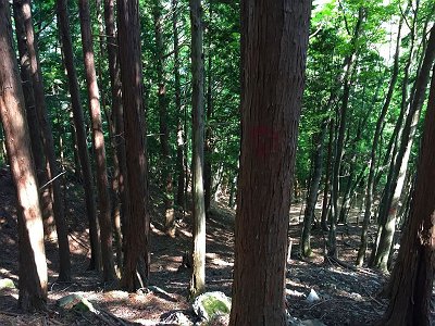 やっと植林地になってきた