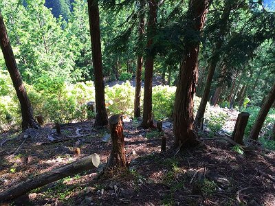 この明るくなっているところまできたらあと少し！