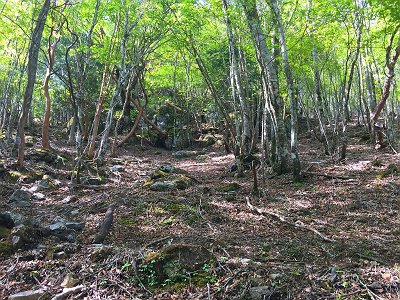 まだつかない。登り始めもあって息切れ＆汗状態