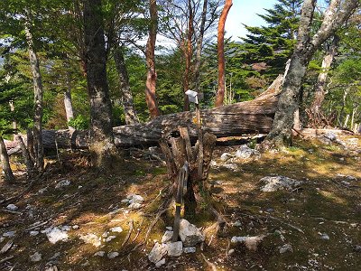 和佐又山頂(1344m)に到着