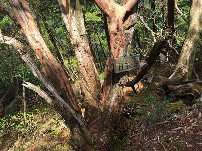 とりあえず孫普賢といわれる日本岳(1550m)に到着