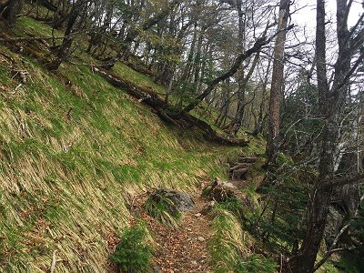 登りきる手前、トラバースになる。ここまで来るともう楽になります