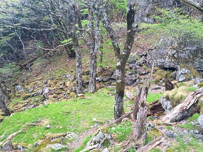 国見岳から下りきると苔地帯といいテント場になりそうな稚子泊。ここから七曜岳への登りになるのでちょい休憩