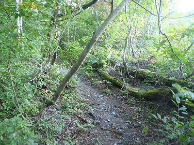 ときには巻きルート登山道あり