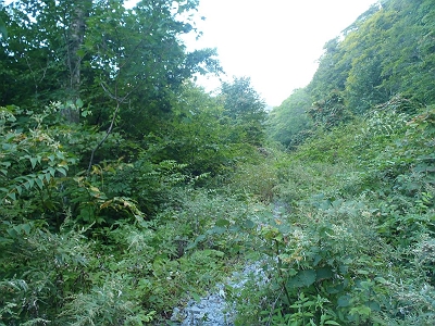 ちょいいやなブッシュ系の道