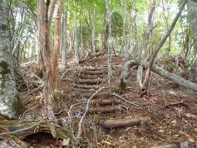 尾根道はバリルートでありながら階段とかある