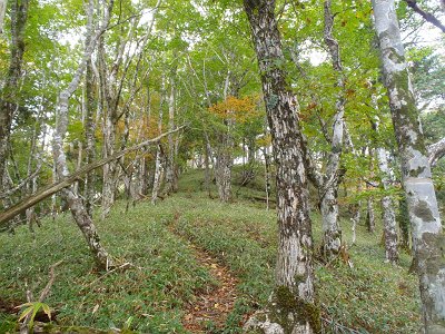 奥駆道手前で最後急登になる