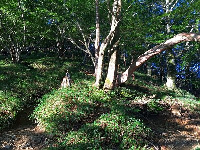 尾根道との出合い。もうここ来るときは沢道しかいかないかも