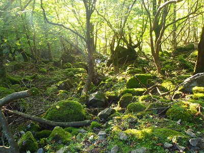 西日になると苔地帯の色も違った