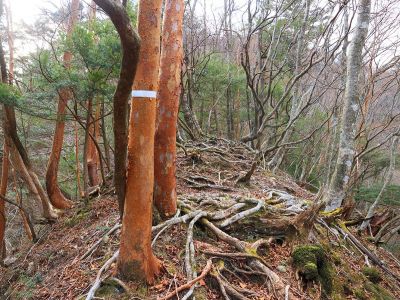尾根に到着。ここからは尾根道だけど結構急登かも