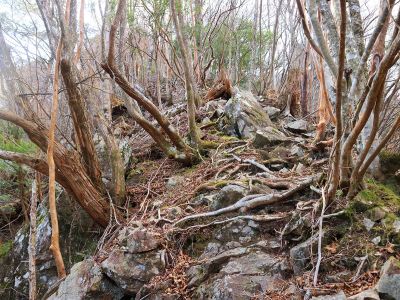 尾根道はとても普通の登山道というより無理矢理に尾根を登ってる感じの道だった。結構急登で息が切れる