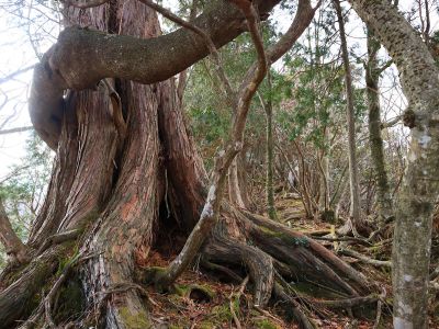巨木があったので撮影しておいた。尾根はまだまだ続く