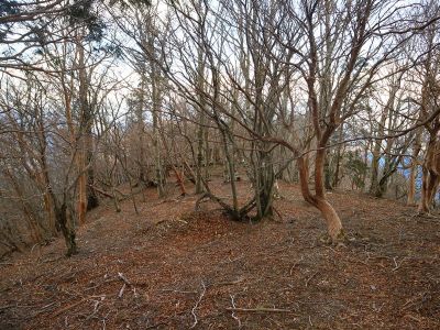 ここから青空平を目指して尾根を下っていく。こんな感じの道が続く