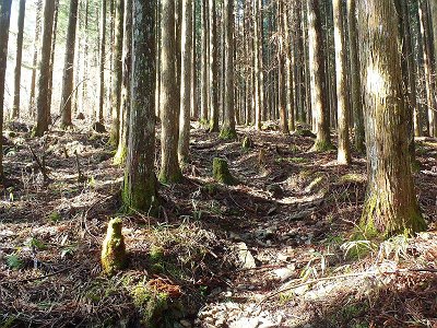 植林地帯が続く
