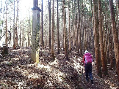 ここの尾根伝いは白倉山方面へ直登