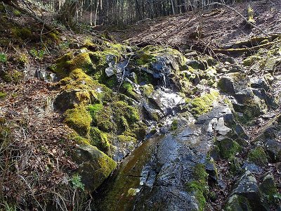 朝の日差しと雪解け水と苔がいい感じにコラボしていた