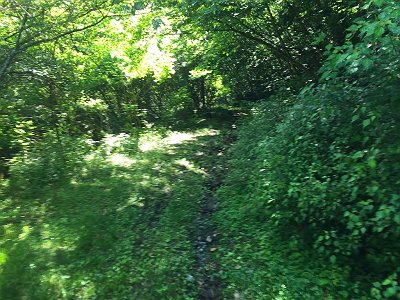 入渓ポイントまで歩きます