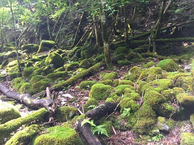 苔地帯もあり。やはり人間が入り込んでいないのか柔らかい苔が多い