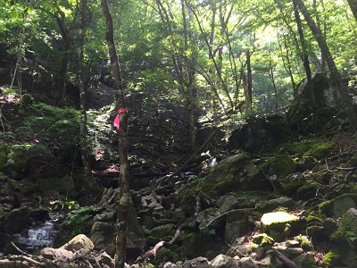 ところどころにピンクのテープが巻かれていた