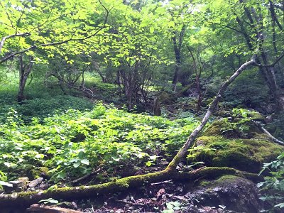 ここから沢を離れて尾根にのります。ここからがめちゃくちゃしんどい。標高10mも登れば息切れ