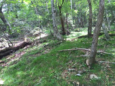 はぁはぁ息を切らしながらの急登。時間をかけてゆっくり登っていく。この後、右側に沢が見えてくるので沢のところを登る