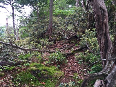 シャクナゲ地帯でまた大峰らしい神秘的な場所があった
