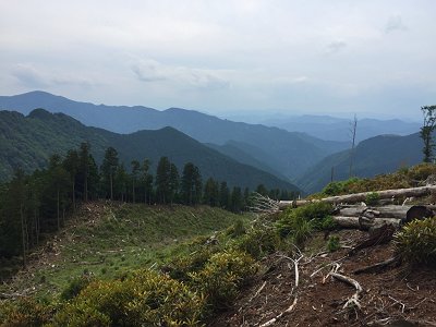 しばらく下っていくと伐採地帯にでる