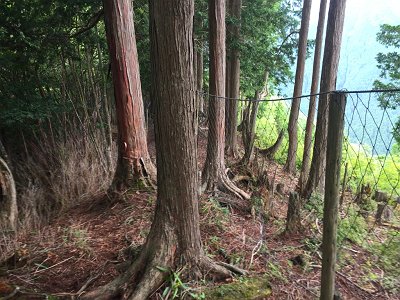 鹿除けネットがあるので、ここからはこのネットづたいに降りていく