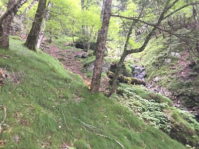 右側に沢が見えてきたので、沢のほうにいき沢筋を登っていく