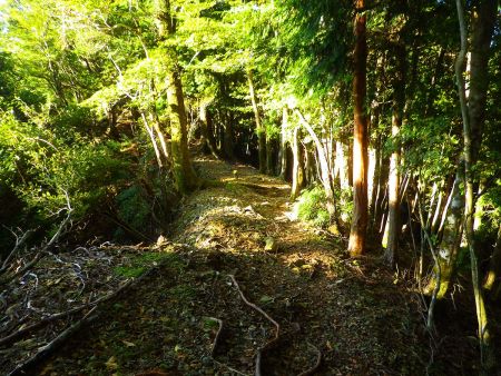 奥駈道をひたすら歩いていく。まずはなだらかな尾根道が続く